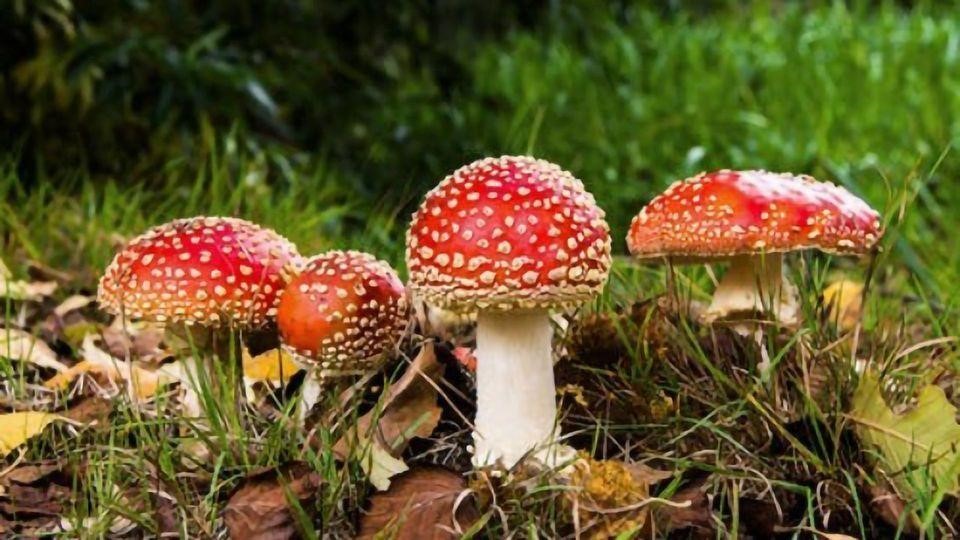 Amanita Muscaria: A Beginner’s Guide to This Trippy Little&nbsp;Mushroom